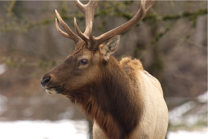 Elk 2 0304